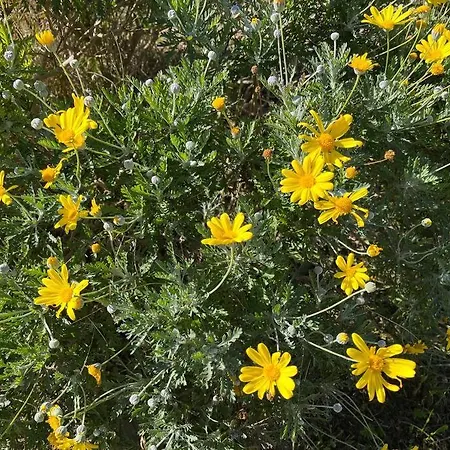 Apartament Modern W Terrace 250m From & Pool Antibes