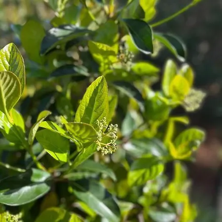 شقة Modern W Terrace 250m From & Pool أنتيب