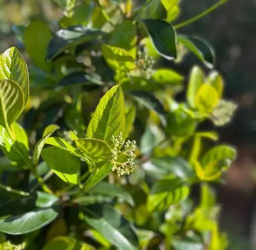 Appartamento Modern W Terrace 250m From & Pool Antibes