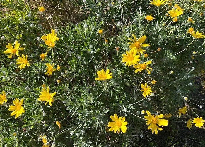 Appartamento Modern W Terrace 250m From & Pool Antibes